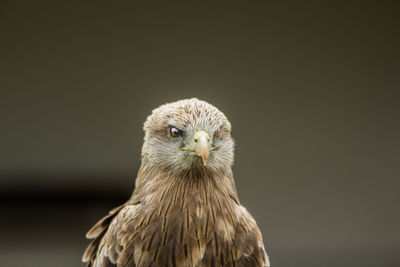 Close-up portrait of an animal against black background