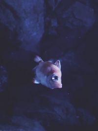 Close-up of fish swimming in aquarium