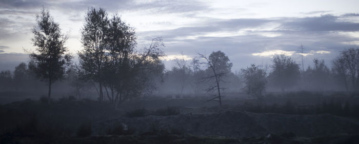 Trees on landscape against sky