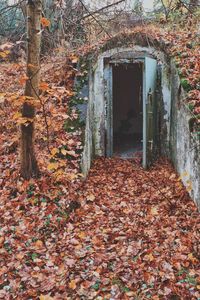 Dry leaves in forest during autumn