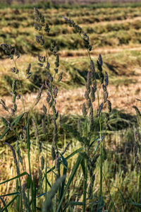 Plants growing on field