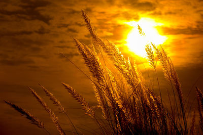 Close-up of stalks against sky at sunset