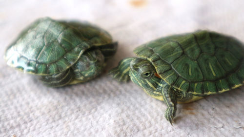Close-up of turtle on table