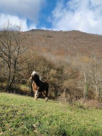 View of a dog on field