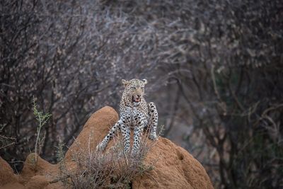 Portrait of giraffe