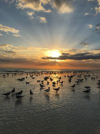 Birds swimming in lake against sky during sunset