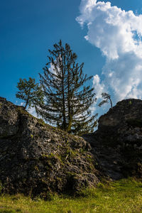 Low angle view of tree against sky