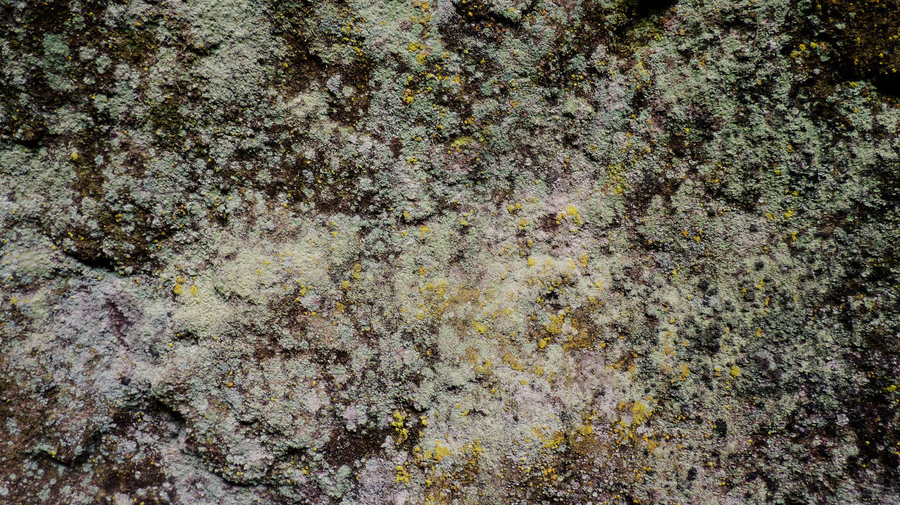 CLOSE-UP OF LICHEN ON ROCK