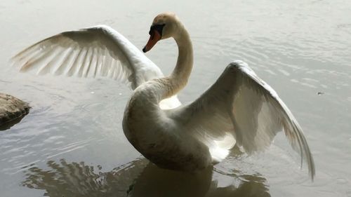 Close-up of swan swimming on lake