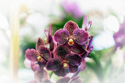 Close-up of purple orchid