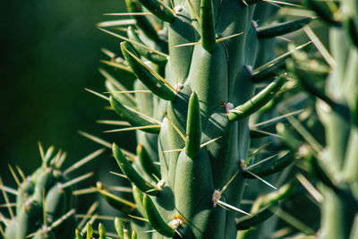 Close-up of succulent plants