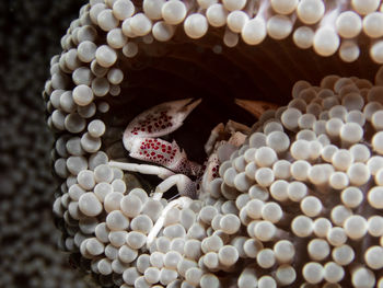 Close-up of lizard