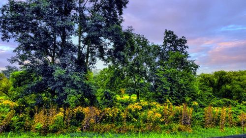 Trees on field against sky