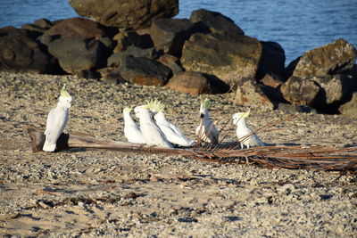 Birds perching on shore