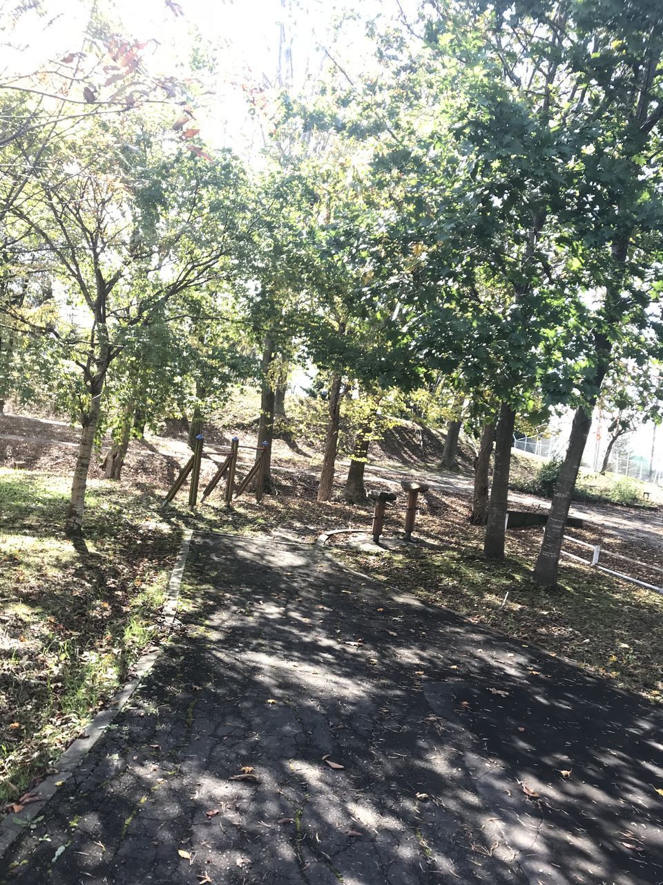 VIEW OF TREES ON FIELD