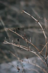 Close-up of dry leaves on branch