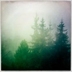 Trees in foggy weather