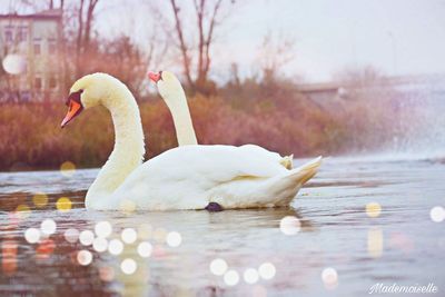 Swan floating on lake