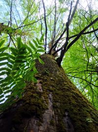 Low angle view of tree in forest