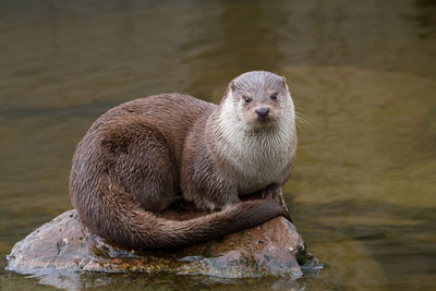 Otter in a pond