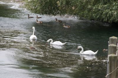 Swans swimming in lake