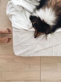 High angle view of puppy sleeping on bed at home