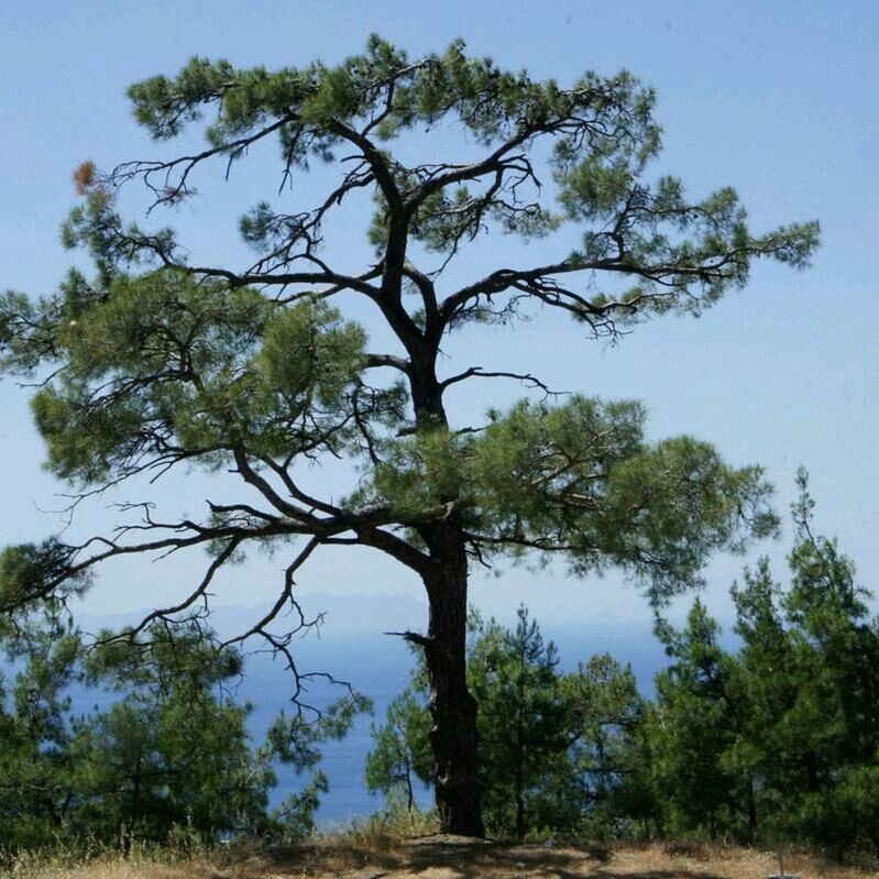 tree, branch, tranquility, growth, tree trunk, sky, nature, tranquil scene, low angle view, beauty in nature, scenics, clear sky, green color, day, no people, outdoors, non-urban scene, sunlight, non urban scene, landscape