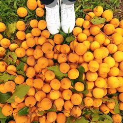 Low section of person standing by fruits on field