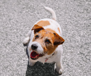 A small jack russell terrier dog walking with his owner in a city alley. outdoor pets