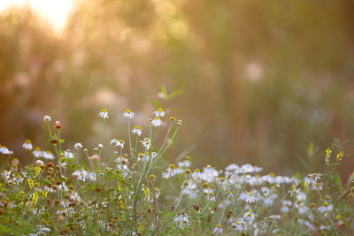 Wildflowers in the field at sunset, warm summer rays on blurred background, soft focus. sunny meadow