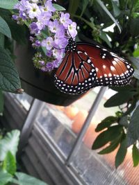 Close-up of butterfly on plant