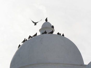 Low angle view of seagulls against sky