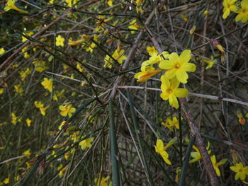 Close-up of yellow flowers blooming outdoors