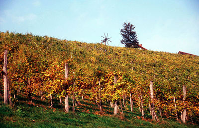 Scenic view of vineyard against sky