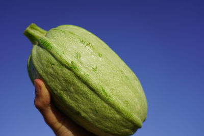 Close-up of hand holding fruit against blue background