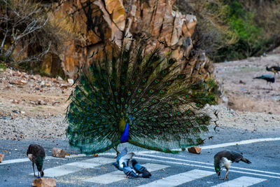 Peacocks and pigeons on zebra crossing by rock formations
