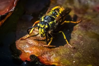 Close-up of bee