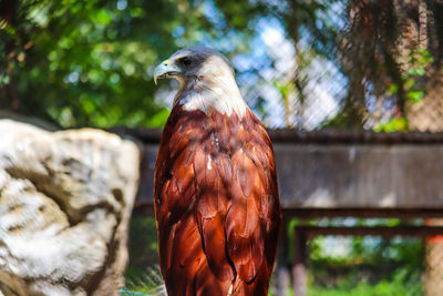 Close-up of eagle perching on tree