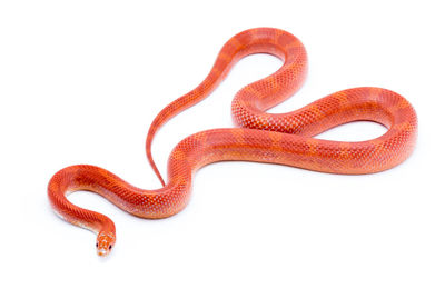 Close-up of snake against white background