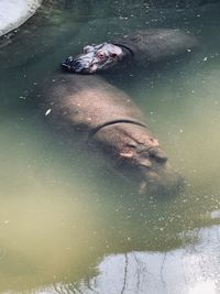 High angle view of person swimming in sea