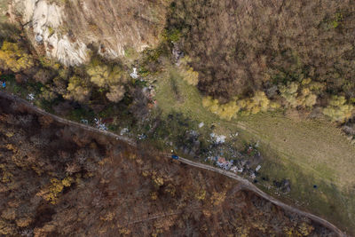 Aerial view of trees growing in forest