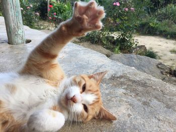 Cat relaxing by plants