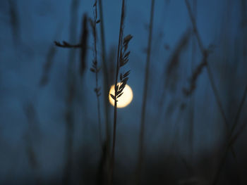 Close-up of silhouette plant against blurred background