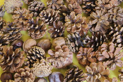 Full frame shot of flowering plants