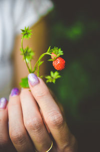 Close-up of hand holding fruit