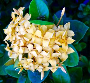 Close-up of yellow flowers blooming outdoors