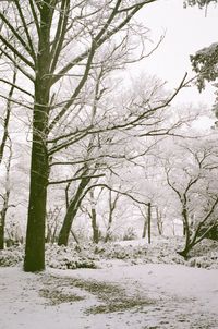 Trees on snow covered landscape