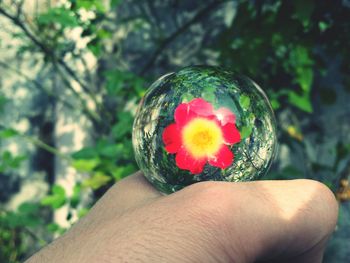 Cropped hand holding pink flower