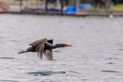 Close-up of bird flying over water