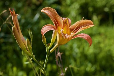 Close-up of day lily plant